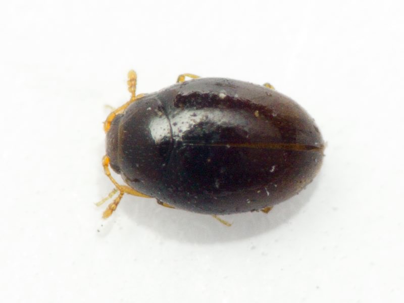 Ephistemus globulus (Paykull, 1798)